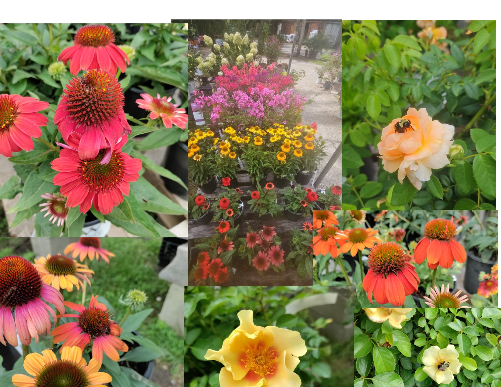 slideshow/COLLAGE OF PERENNIALS 8-24.jpg